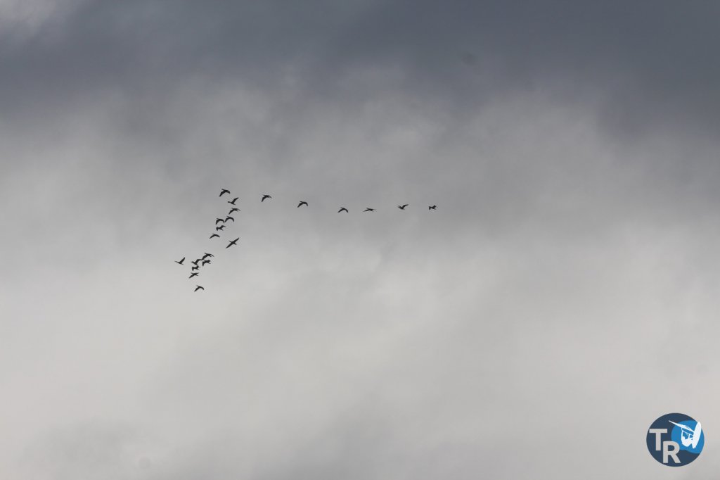 20161111- Saint Cyp020